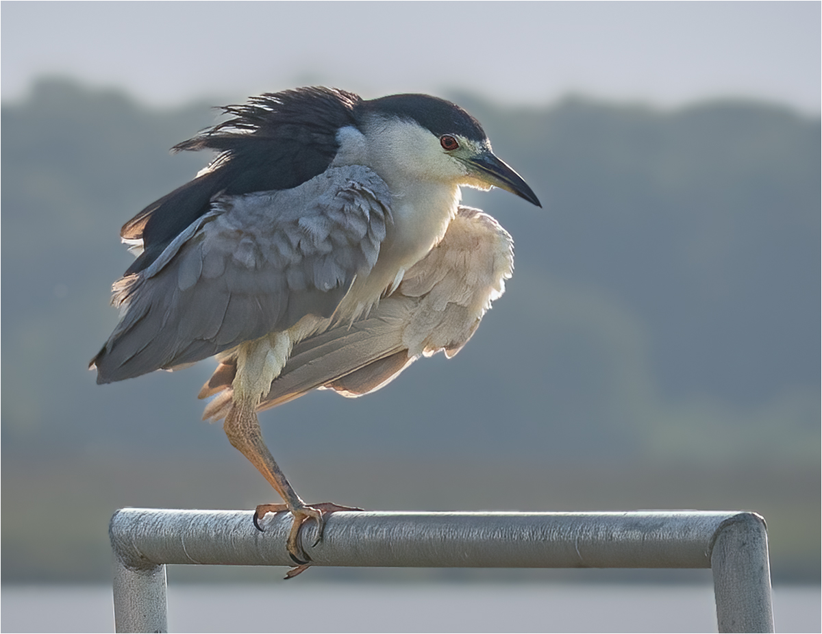 Michels Elizabeth Night Heron Perched On Railing Pictorial   Class A 20260415